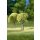 Auhagen 70950 - 1:160 bis 1:87 Junge Bäume 23 x 23 x 42 mm